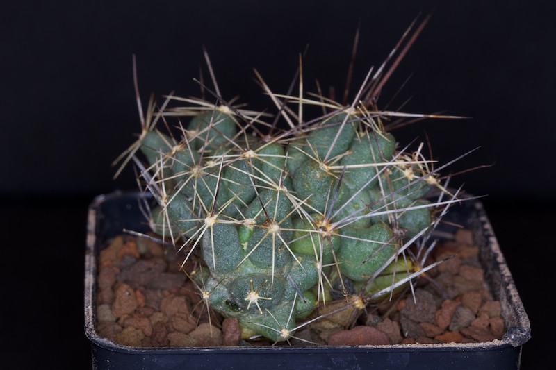 Coryphantha macromeris ssp. runyonii 