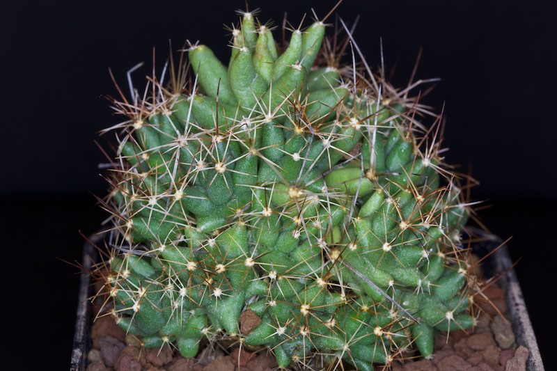 Coryphantha macromeris ssp. runyonii SB 855