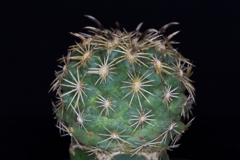Coryphantha kracikii 