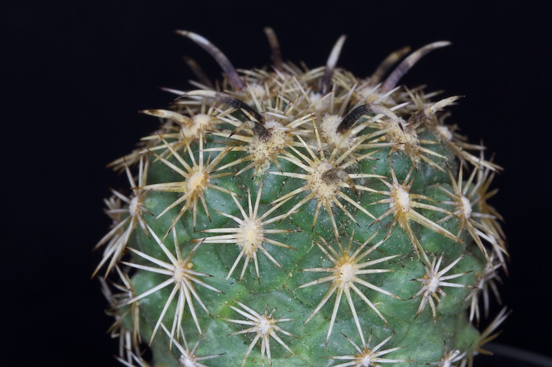 Coryphantha kracikii 