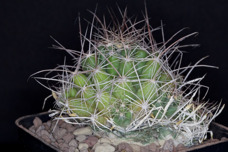 Coryphantha macromeris DJF 1353