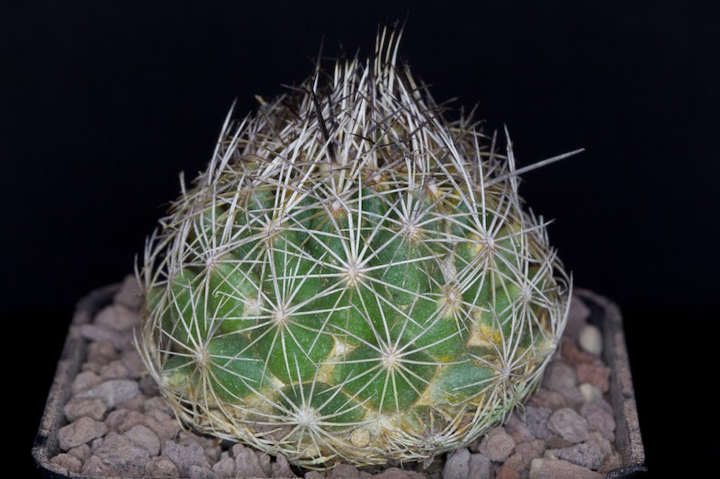 Coryphantha compacta 