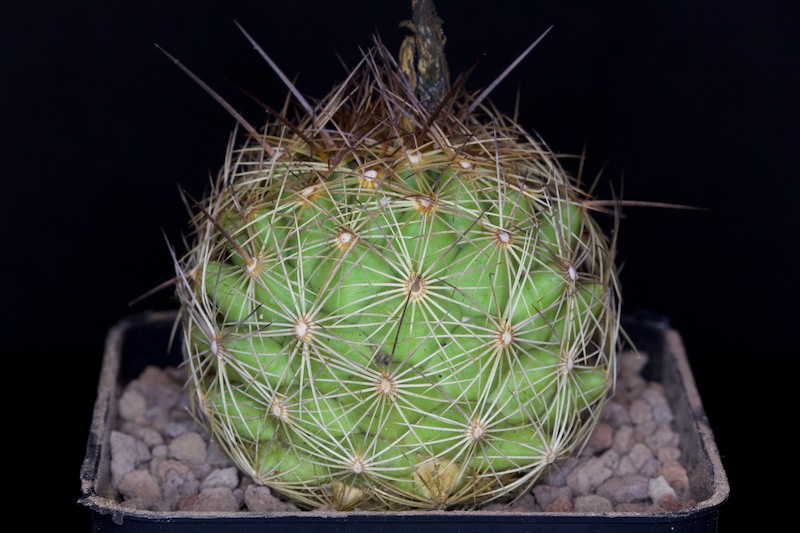 Coryphantha pseudoechinus ssp. laui 