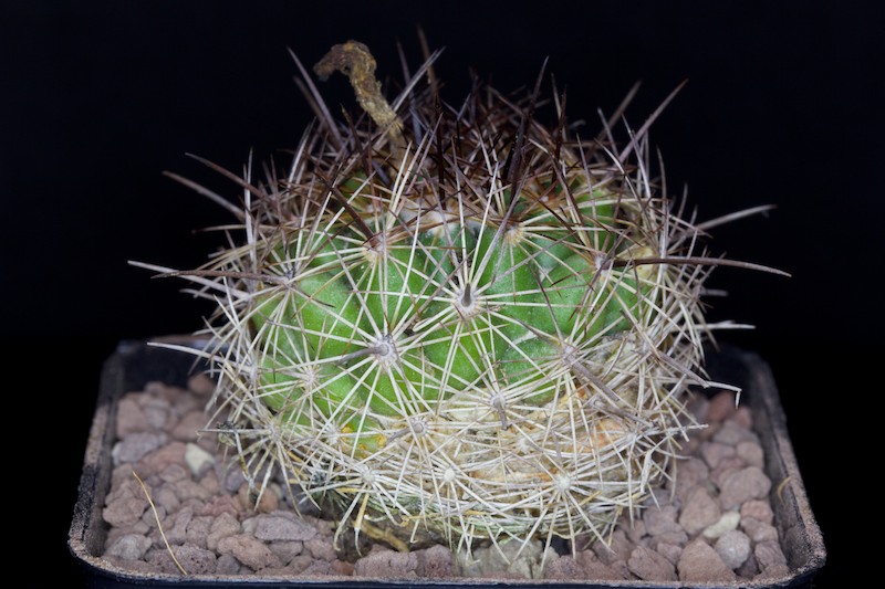 Coryphantha gladispina x delaetiana 