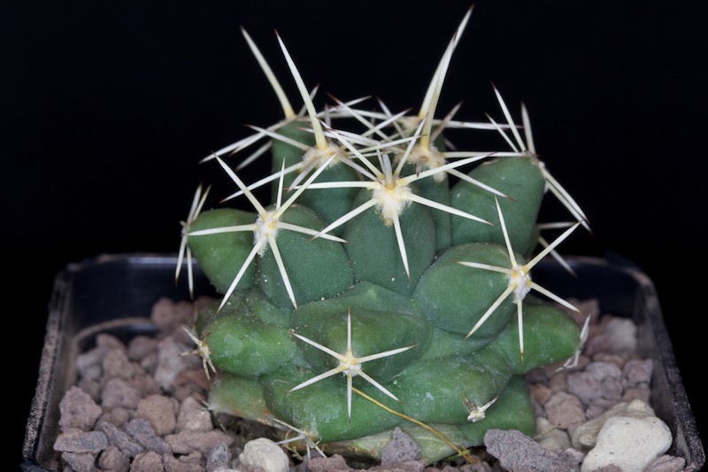 Coryphantha robustispina ssp. scheeri SB 843