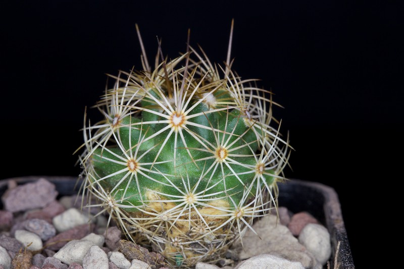 Coryphantha pseudoechinus 