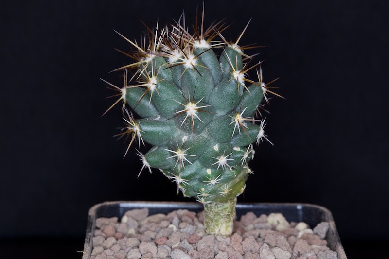 Coryphantha wohlschlageri 