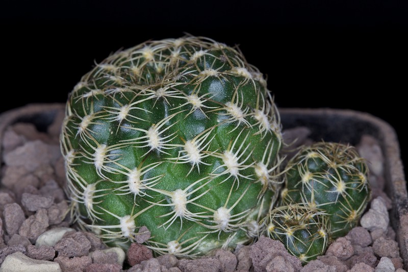 Sulcorebutia breviflora 