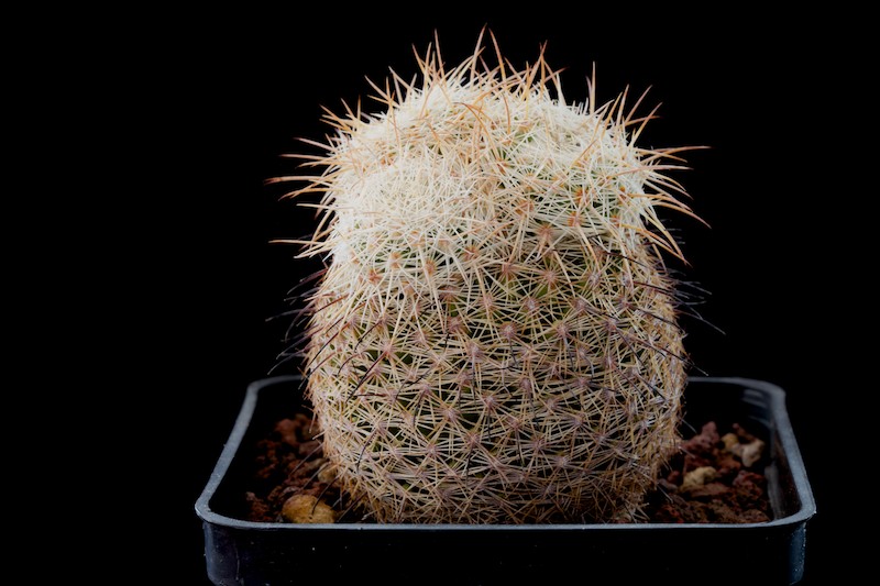 Coryphantha werdermannii 