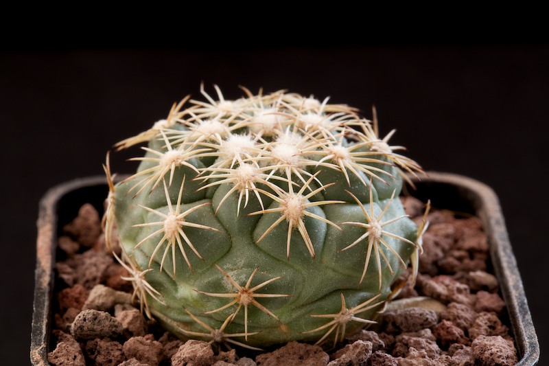 Coryphantha kracikii 