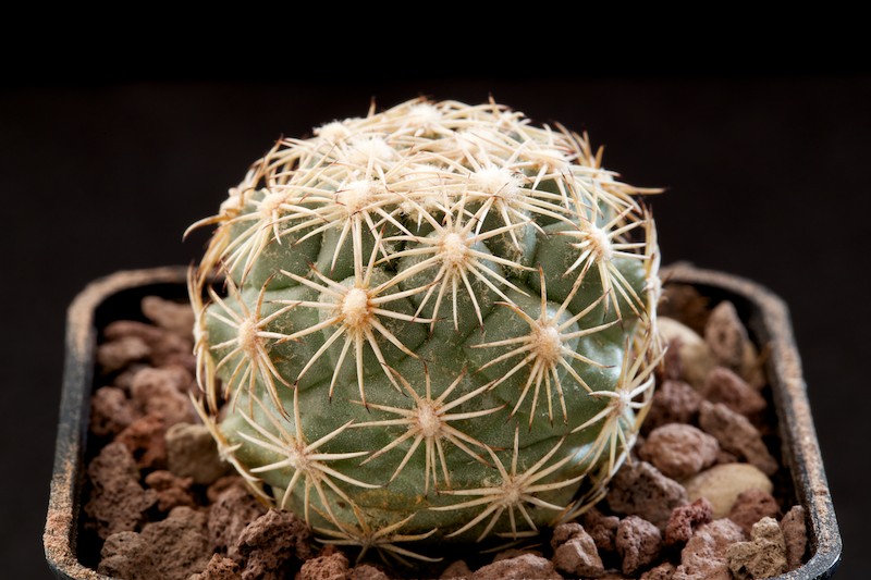 Coryphantha kracikii 