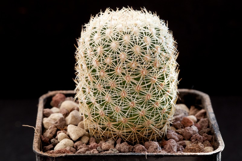 Coryphantha werdermannii SB 575