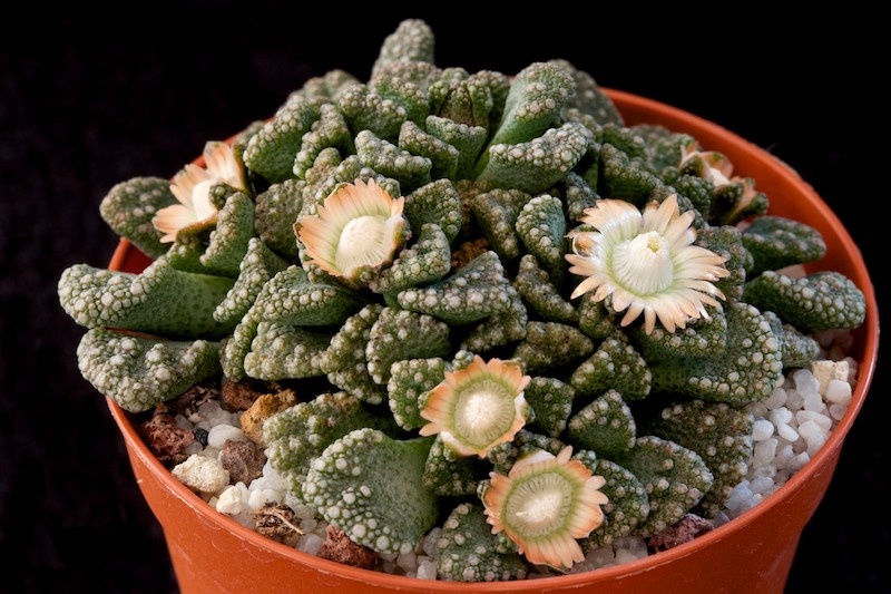 Titanopsis calcarea SB 1111