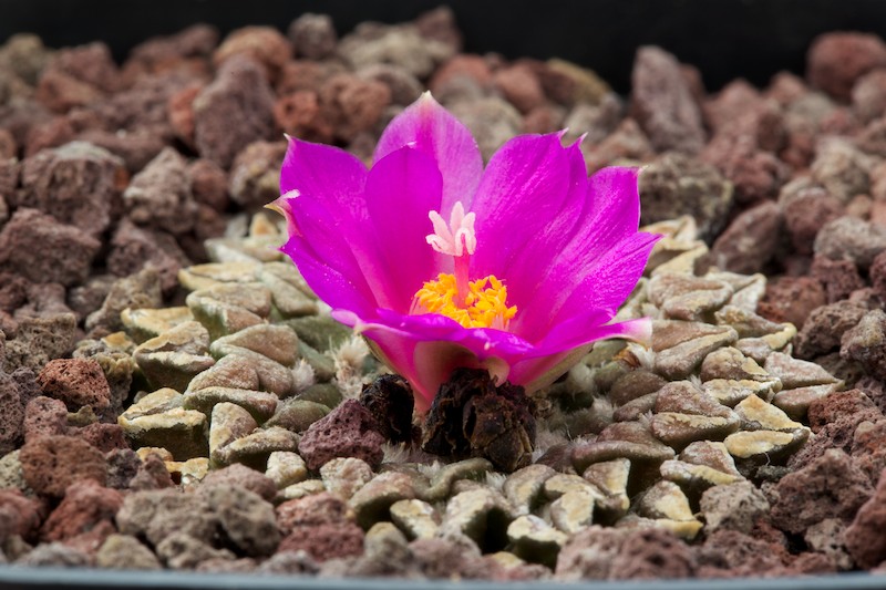 Ariocarpus kotschoubeyanus ssp. sladkovskyi 