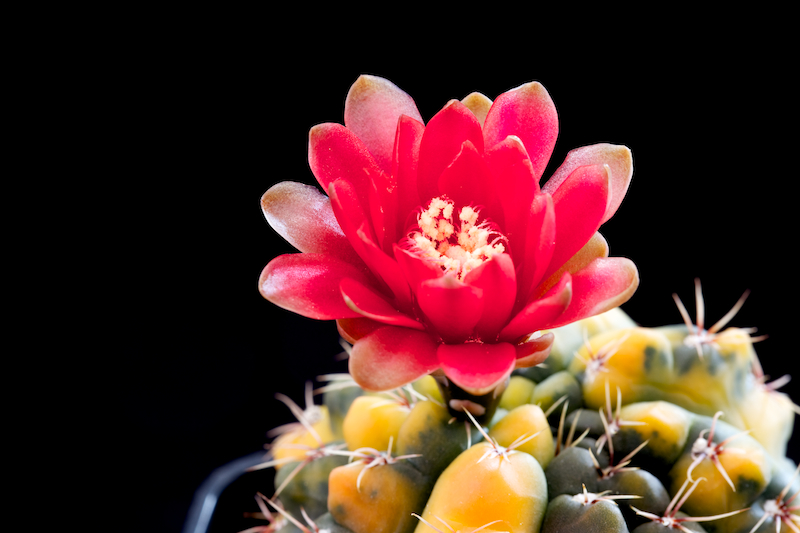 Gymnocalycium baldianum f. variegatum 