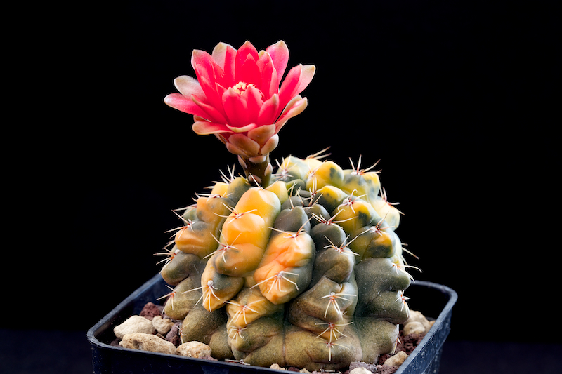 Gymnocalycium baldianum f. variegatum 