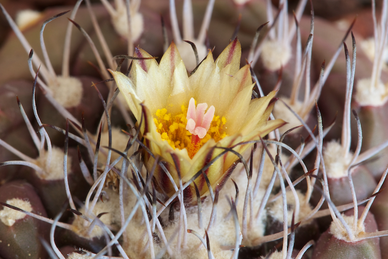 Turbinicarpus swobodae 