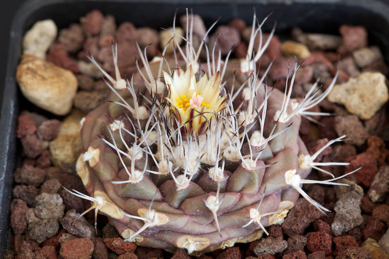 Turbinicarpus swobodae 