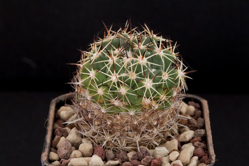 Coryphantha vogtherriana 