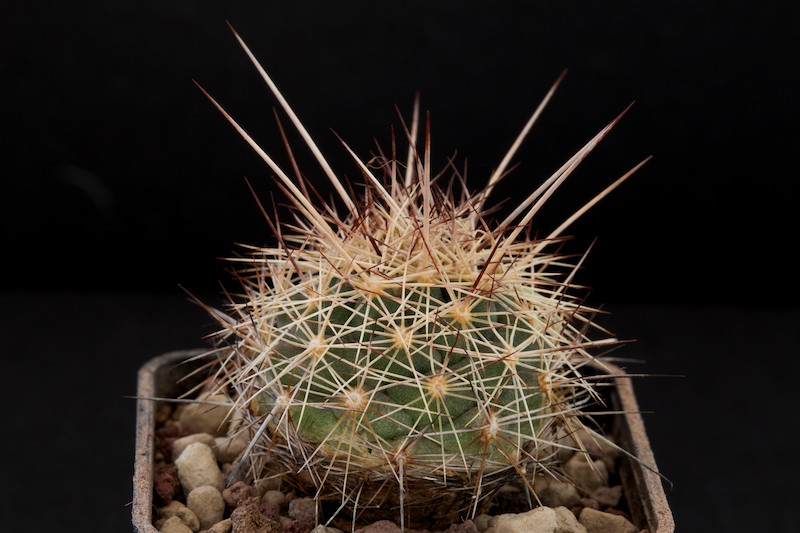 Coryphantha magentae 