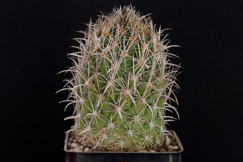 Coryphantha difficilis 