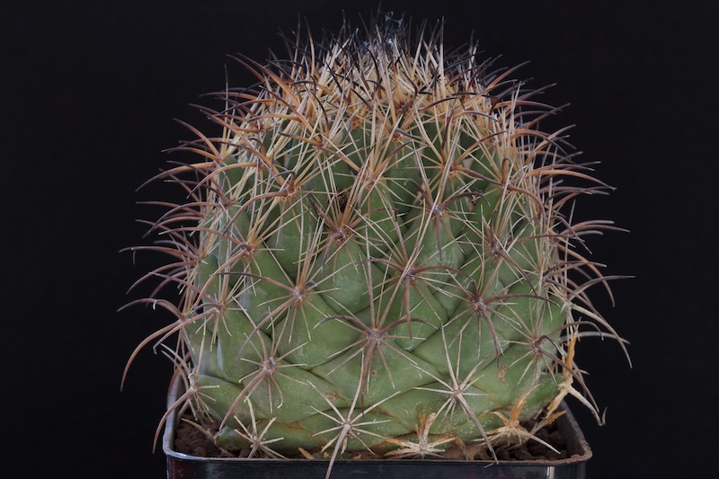 Coryphantha ramillosa 