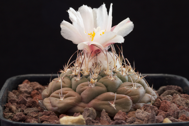 Turbinicarpus lophophoroides MZ 463