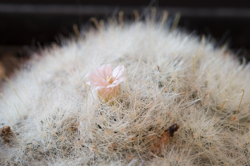 Mammillaria glassii ML 461