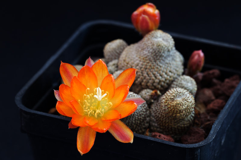 Rebutia heliosa KK 844