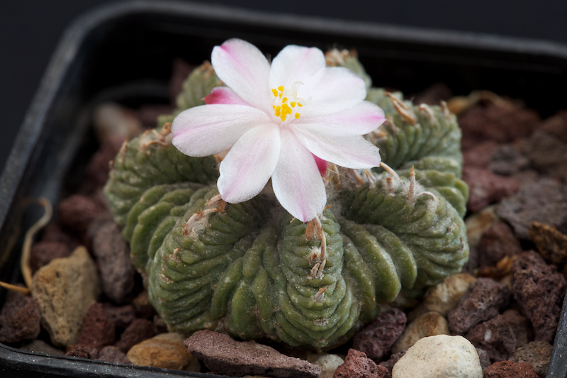 Aztekium ritteri 