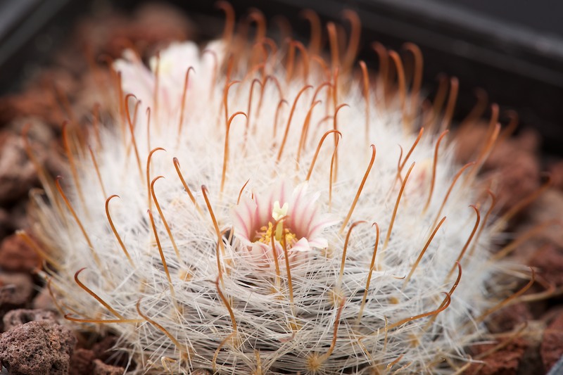 Mammillaria chica 