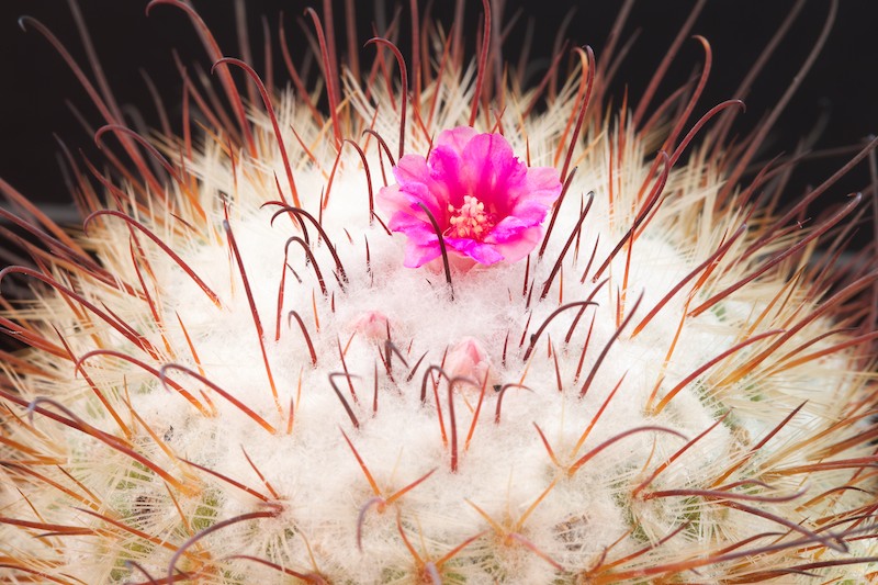 Mammillaria bombycina 