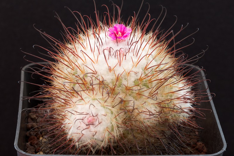 Mammillaria bombycina 