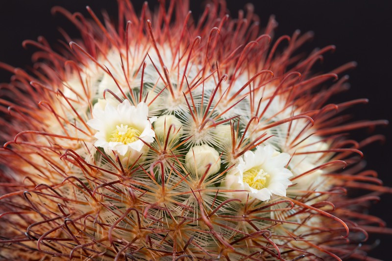 Mammillaria cowperae 