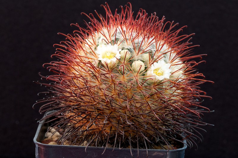 Mammillaria cowperae 