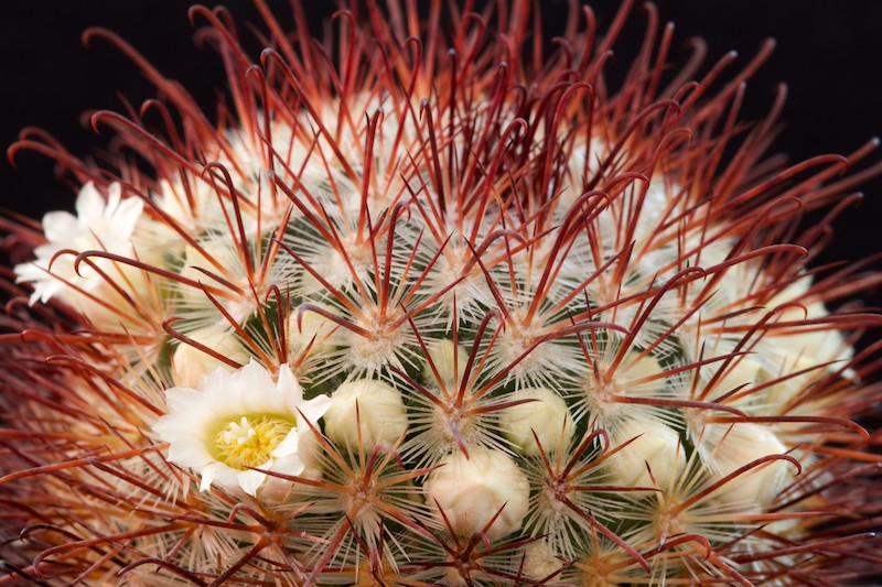 Mammillaria cowperae 