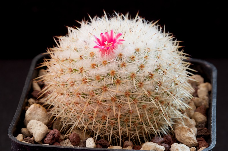 Mammillaria kunthii 