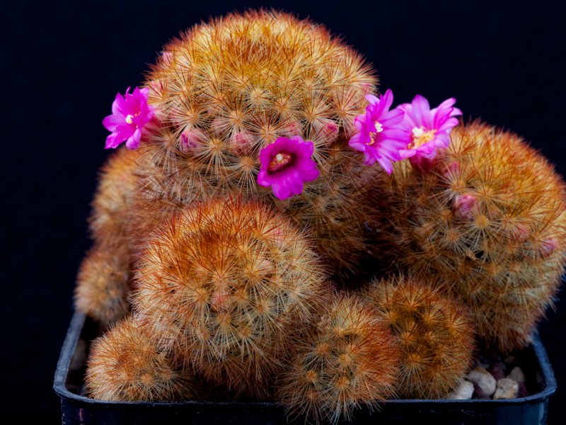 Mammillaria laui ssp. subducta 