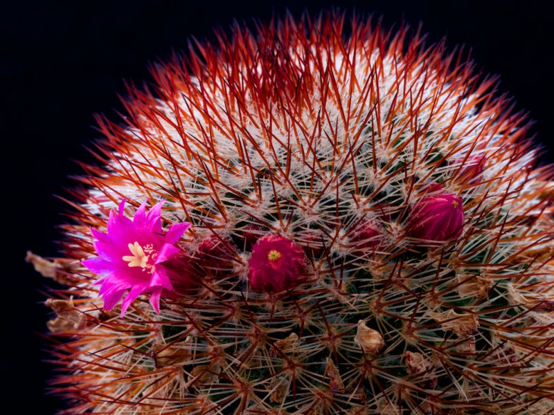 Mammillaria meyranii 