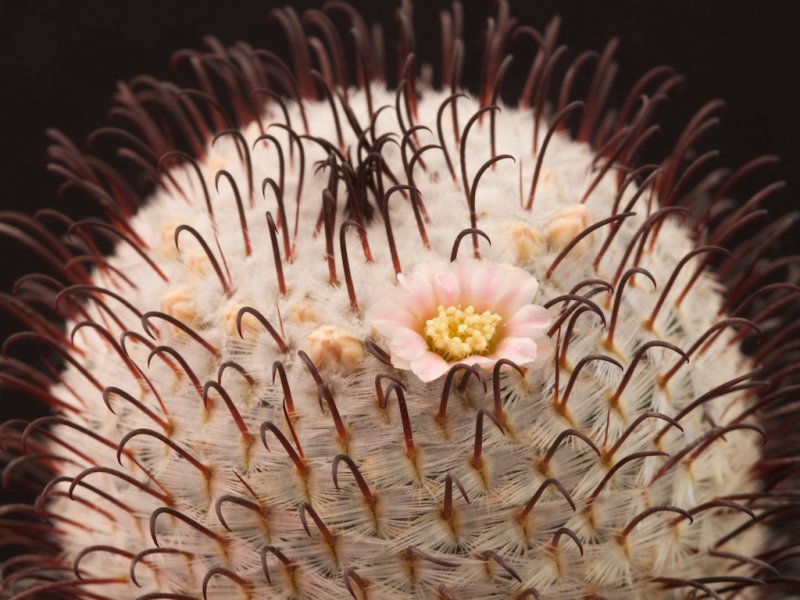 Mammillaria perezdelarosae 