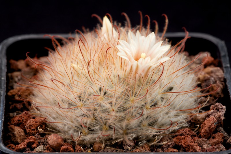 Mammillaria pennispinosa MG 830