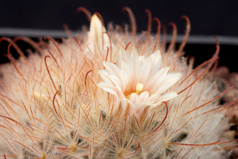 Mammillaria pennispinosa MG 830