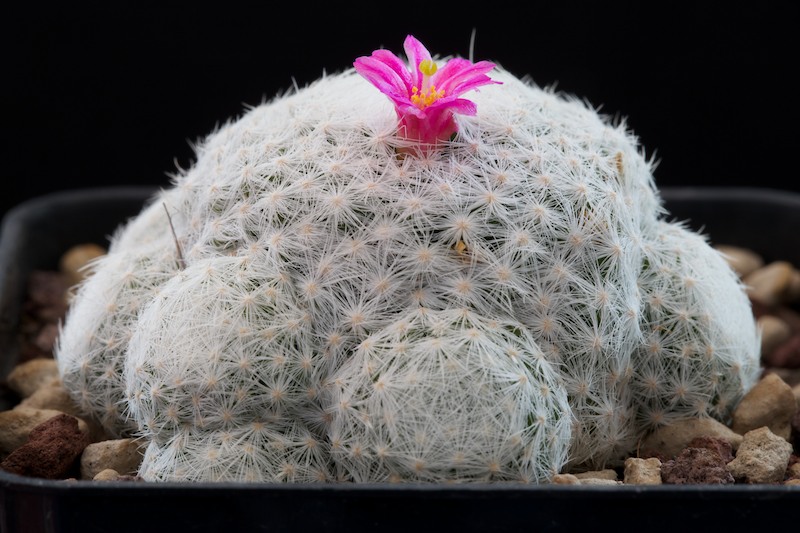 Mammillaria humboldtii 