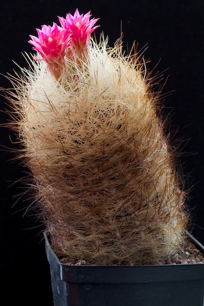 Neoporteria senilis 