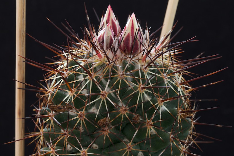 Coryphantha georgii 