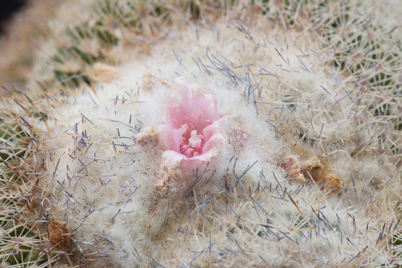 Epithelantha unguispina 