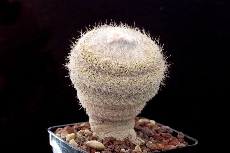 Epithelantha unguispina ssp. huastecana BZ 58