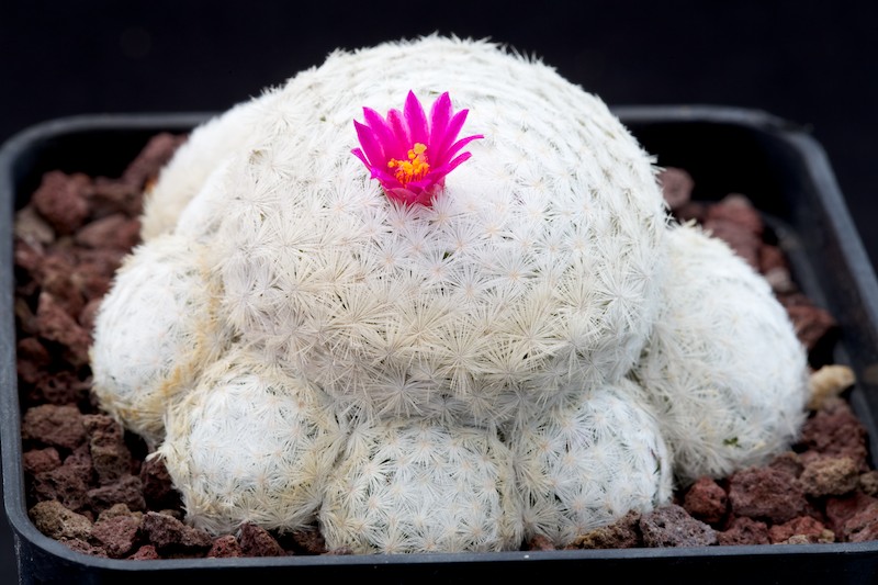 Mammillaria humboldtii 