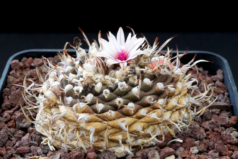 Turbinicarpus bonatzii 