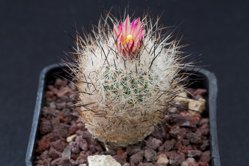 Turbinicarpus subterraneus v. zaragozae 